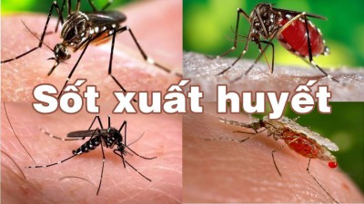 Cách phòng chống bệnh sốt xuất huyết ở trẻ em.